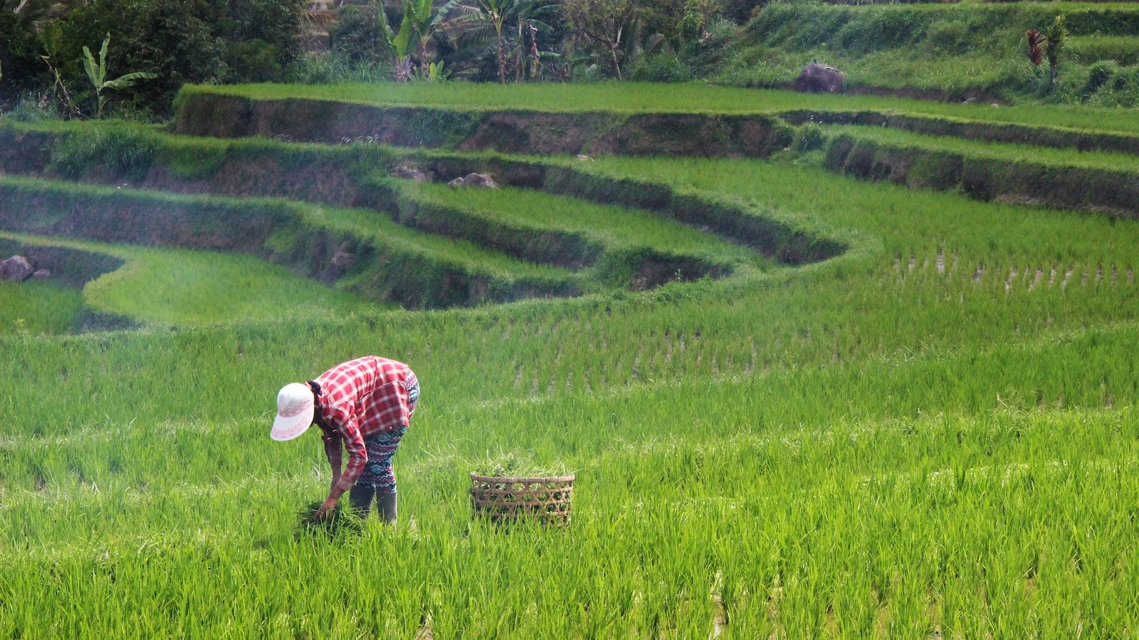 person planting rice on field during daytime