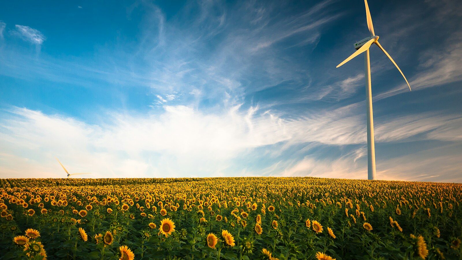 sunflower field with wind turbine. Climate change coaching partners with sustainability leaders for environmental impact.