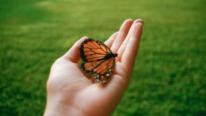 a person holding a butterfly in their hand