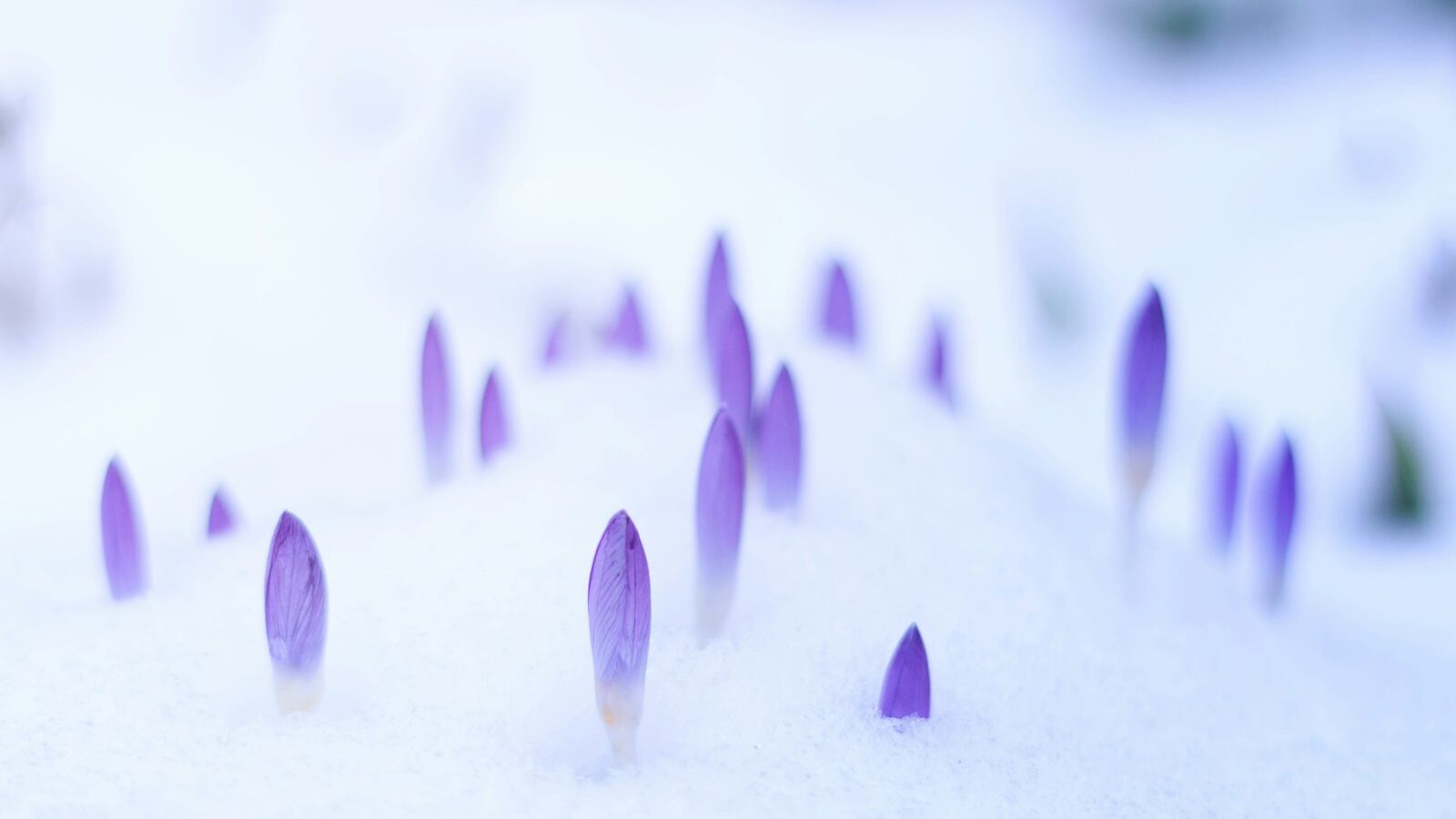 purple flowers photo